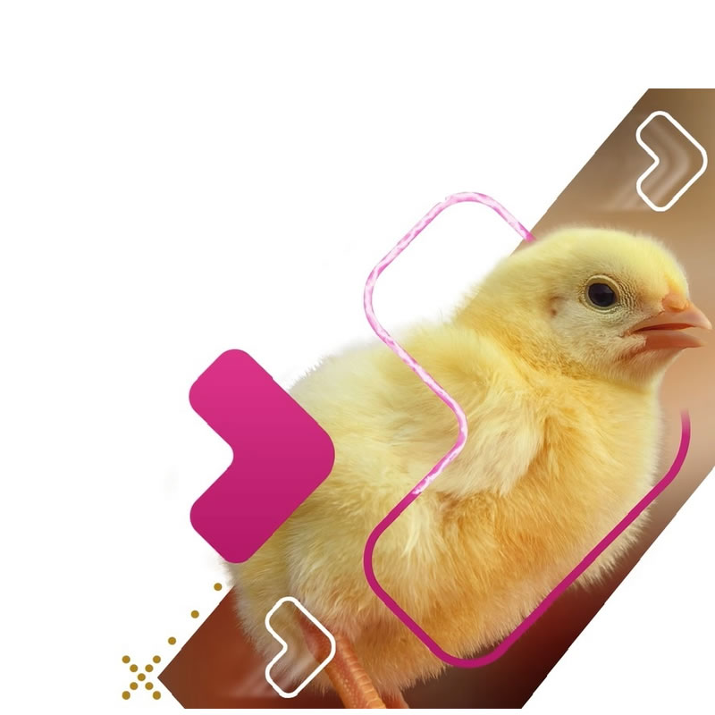 Coccidiosis en Aves